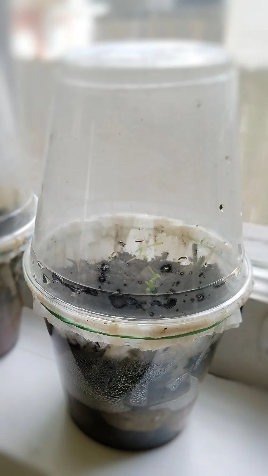 Make your own quick and easy terrarium using two cups