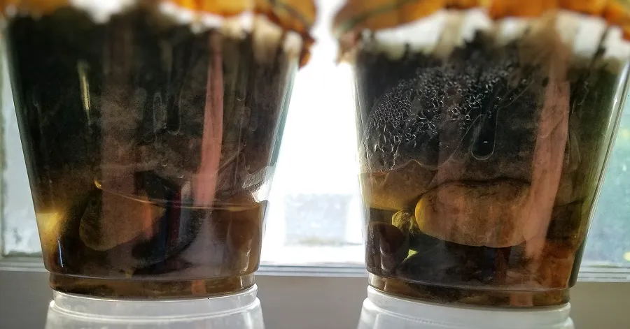 Comparing water quality of terrariums in cups