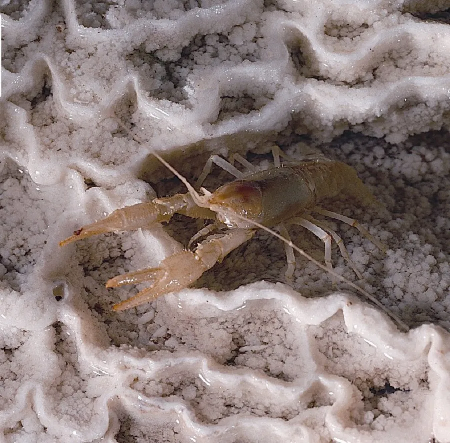 Bristly Cave Crayfish in Hall of Giants