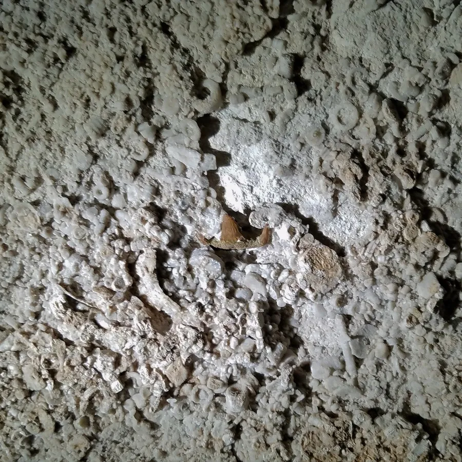 Shark tooth and fossils in ceiling of Fantastic Caverns