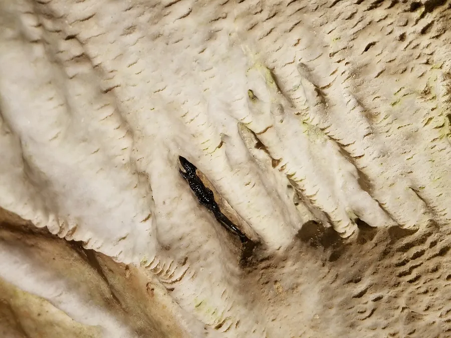Unique Wildlife can be found in Caves - Ozarks Cave and Karst Picture Finds