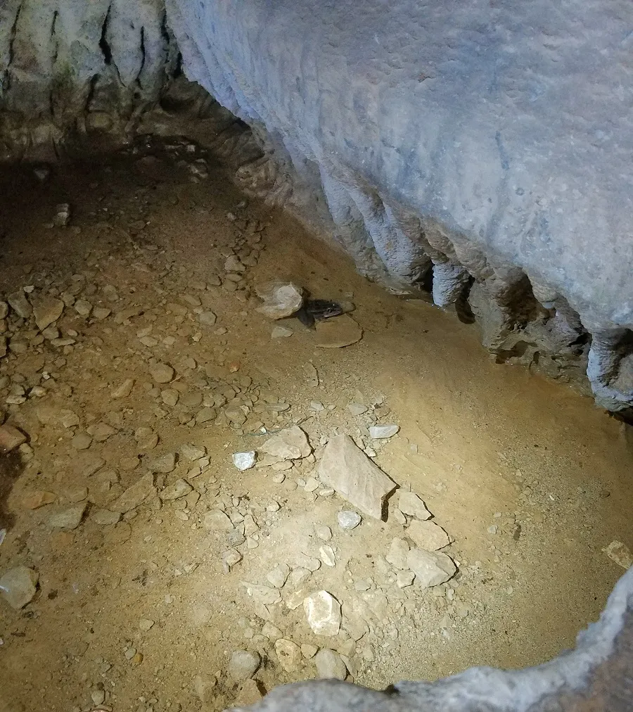 Pickerel Frog resting in a cave pool inside Fantastic Caverns