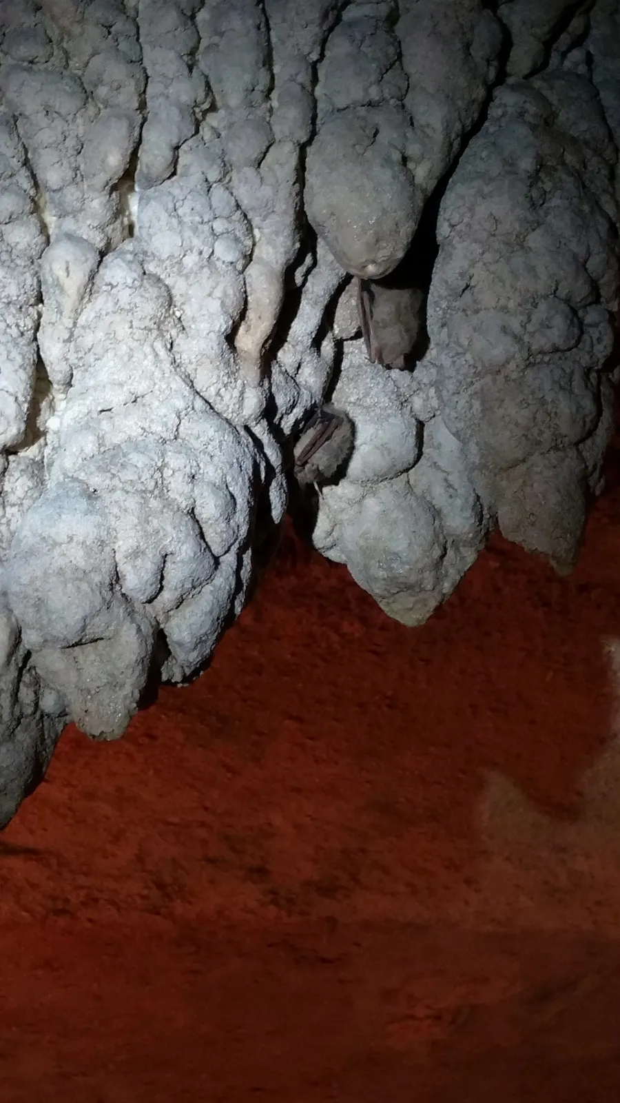 Tricolored Bats roosting among stalactites inside Fantastic Caverns