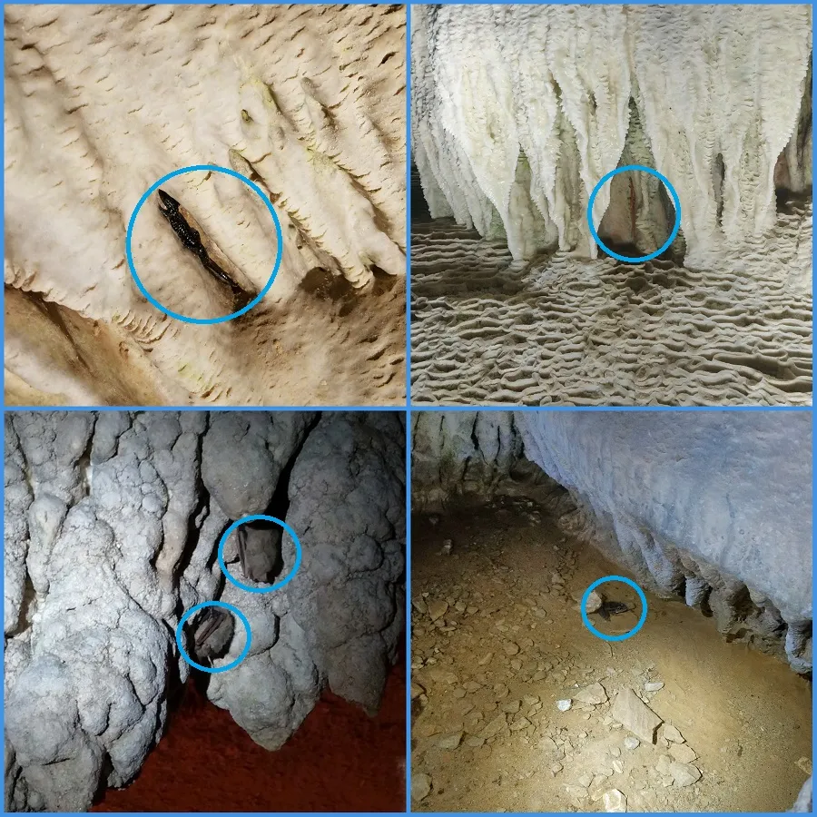 Cave Creature Picture Find Answers