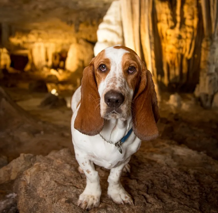 Discovered by a Dog - Fantastic Caverns remains Pet Friendly