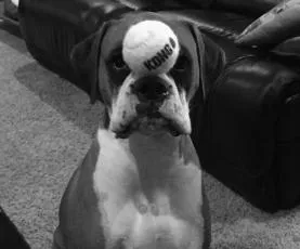 Tyson, Mascot