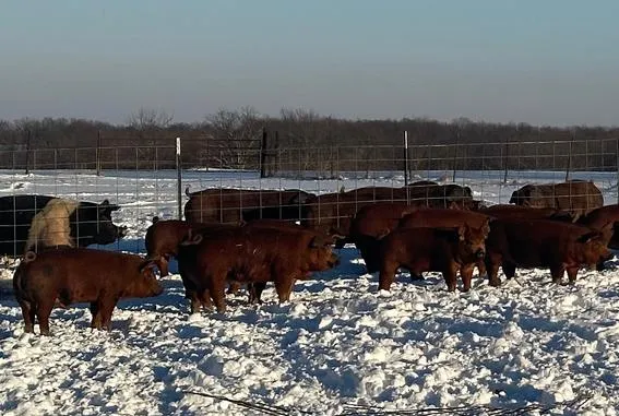 pigs in the snow pigs in the snow