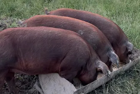 pigs eating from trough pigs eating from trough