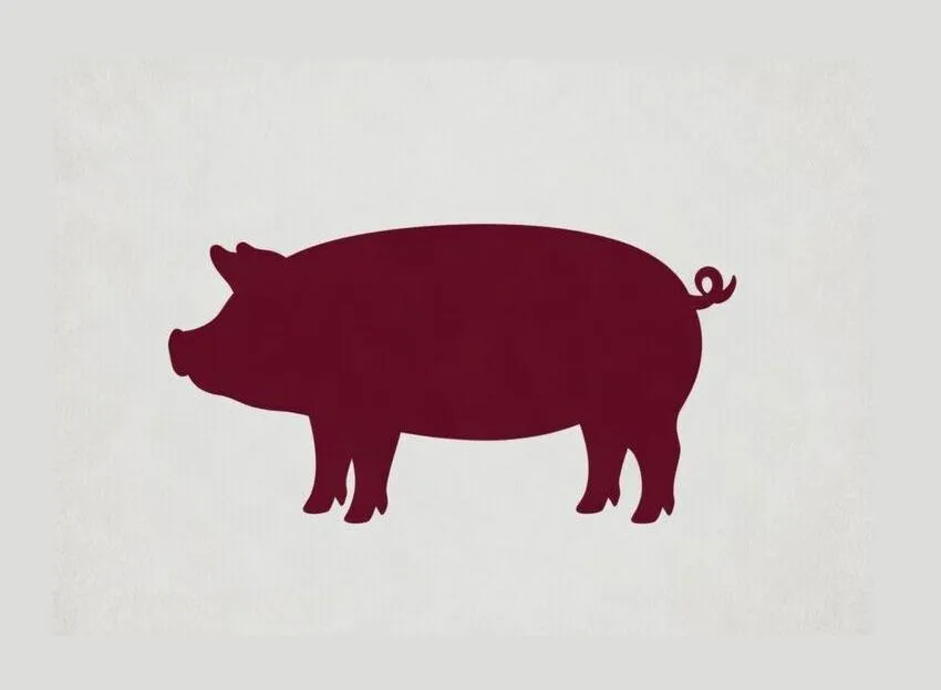 pigs eating from trough