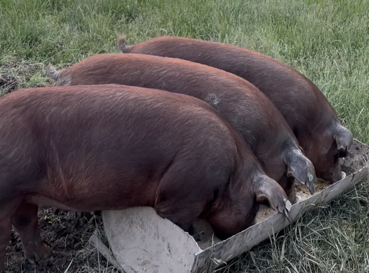 pigs eating from trough
